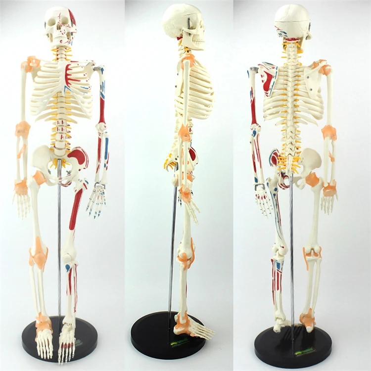 【HOT】Medical Education High Qu - Medical Lab Upgrade ulasan dan harga