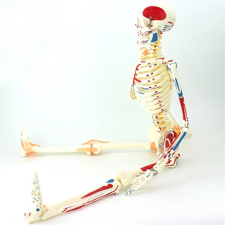 【HOT】Medical Education High Qu - Medical Lab Upgrade ulasan dan harga