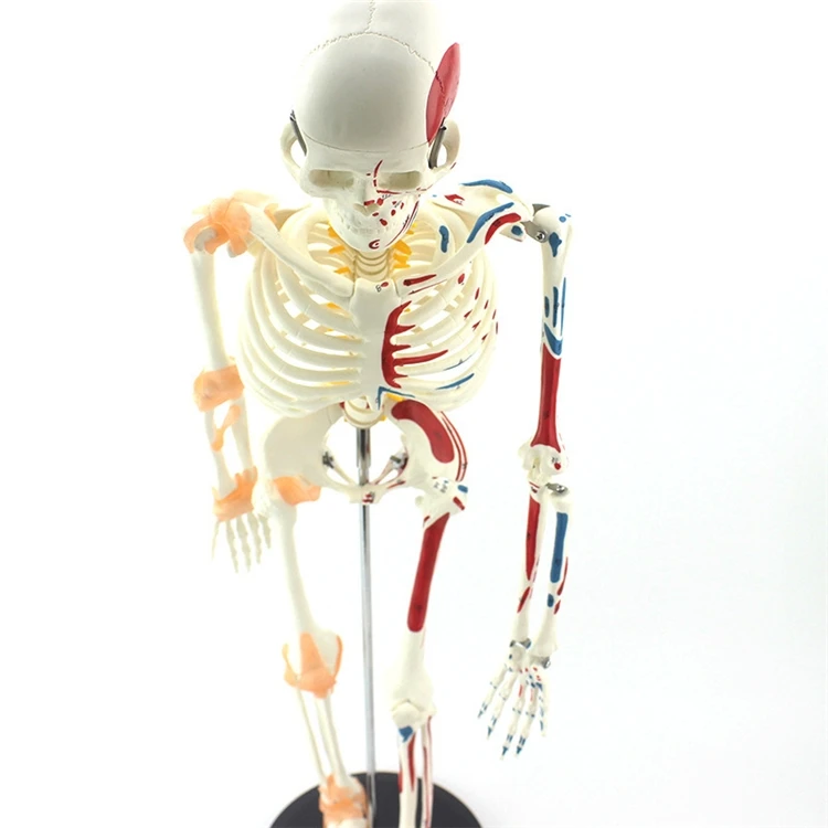 【HOT】Medical Education High Qu - Medical Lab Upgrade ulasan dan harga