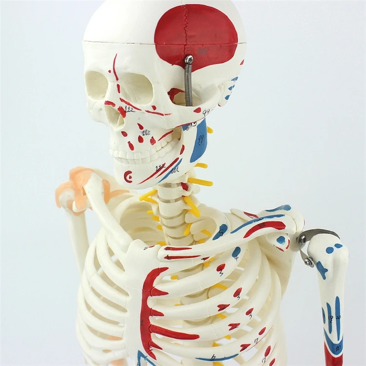 【HOT】Medical Education High Qu - Medical Lab Upgrade ulasan dan harga
